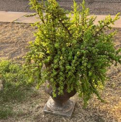 Elephant Food Plants Garden
