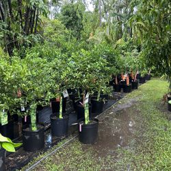 Citrus Tree 