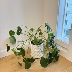 Monstera plant 