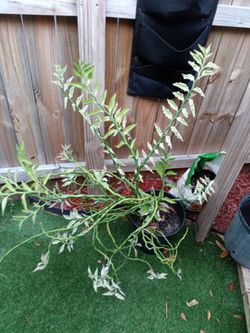 Devils Backbone Plant