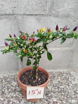 Bolivian Ornamental Purple Pepper