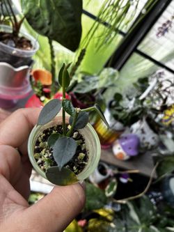 Hoya Lithophytica