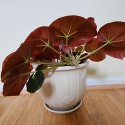 Beefsteak  Bagonia In Ceramic  Pot .