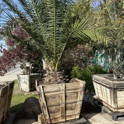 Canary Date Palm Tree 36” Box
