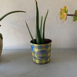 Aloe Vera With Pot 