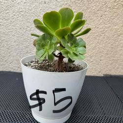Aeonium Succulent Plant