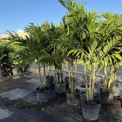 Christmas Palms 15 Gallon