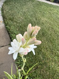 Growing Tuberose  3 Last Pots Remaining