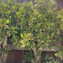2 Large Succulent Plant No Pot / Planta Suculenta