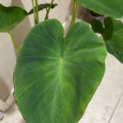 Colocasia Elephant Ear Plant/ Taro/Ornamental