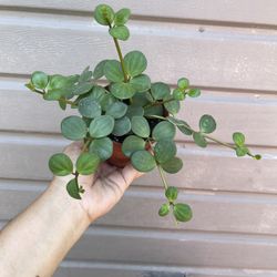 4” peperomia hope