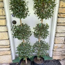 Two Real Topiary Trees 