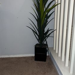 Plant With Lights