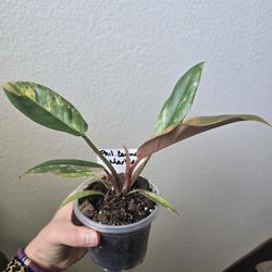 Philodendron Carmel Marble 