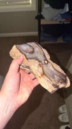 5-6 pound slab of petrified wood