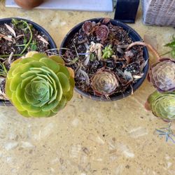 Succulents 