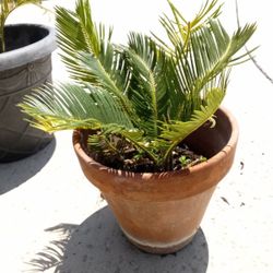 Baby Sago Palm In A Pot $13