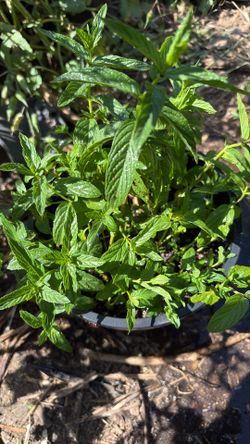 Planta de poleo