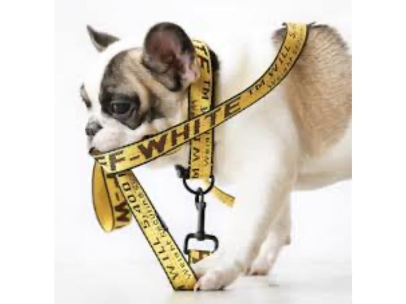 Off White Dog And Cat Collar And Leash Set