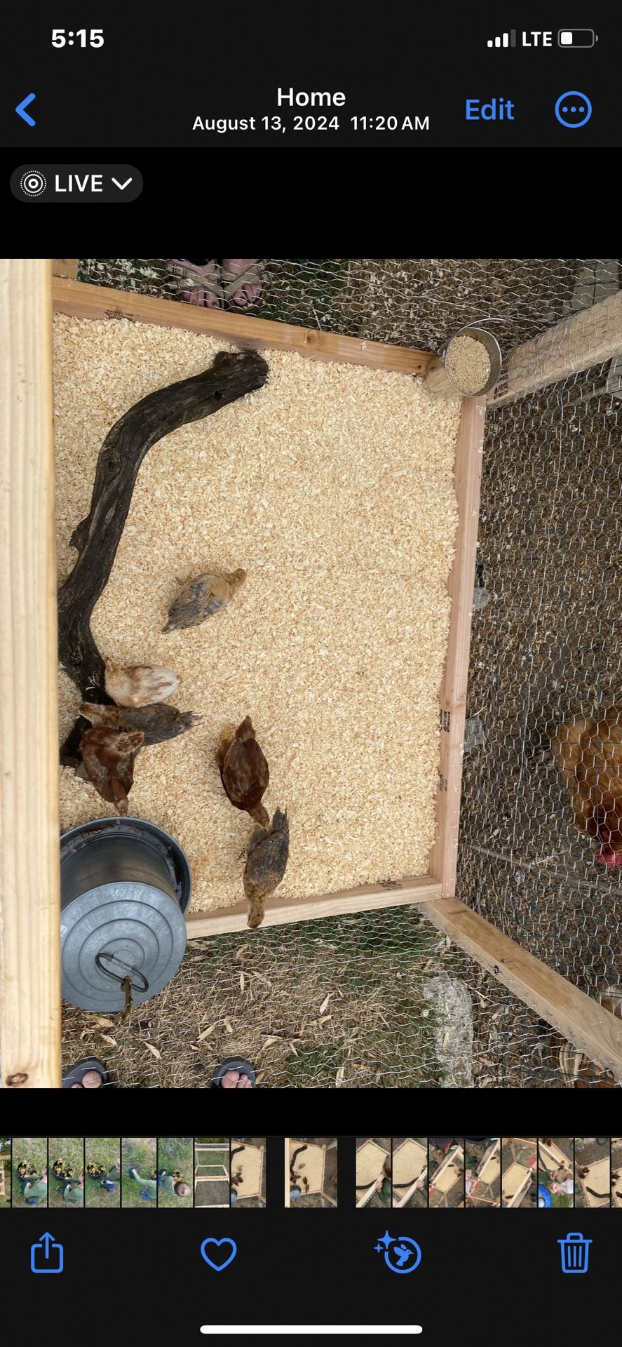 Raising Chickens Coop. Chickens Not Included