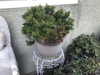 A pot of Kalanchoe plant with merging flowers