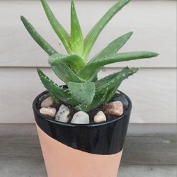 Aloe Succulent Plant 🪴 