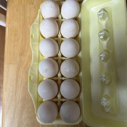 Duck Eggs 