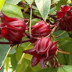 Roselle:  flor de JAMAICA , Florida Cranberry, Jamaica Sorrel
