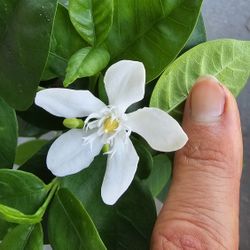 Asian Snow  Jasmine Flower Live Plant, 1ft+ Tall