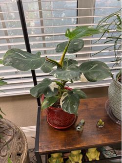 Live Philodendron White Wizard Plant with ceramic Pot (Please read full description)