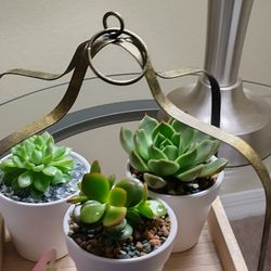 Assorted Succulents 
