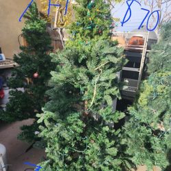 Christmas Trees