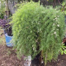 Planta De Helechos 