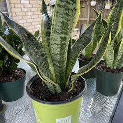 🪴🪴SANSIVIERA PLANTS 🪴🪴