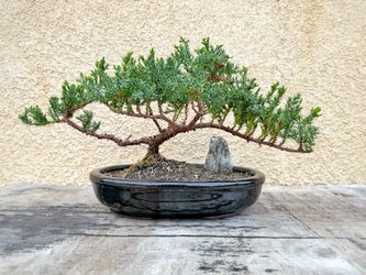 Live Dwarf Juniper Bonsai Tree | Indoor/Outdoor | 100% Handcrafted| Home and Office Décor