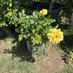 Roses Plants 