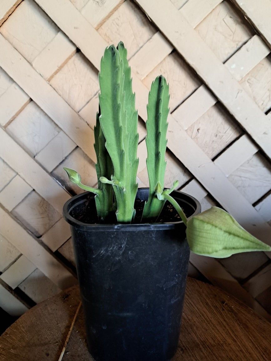 Stapelia Gigantea 