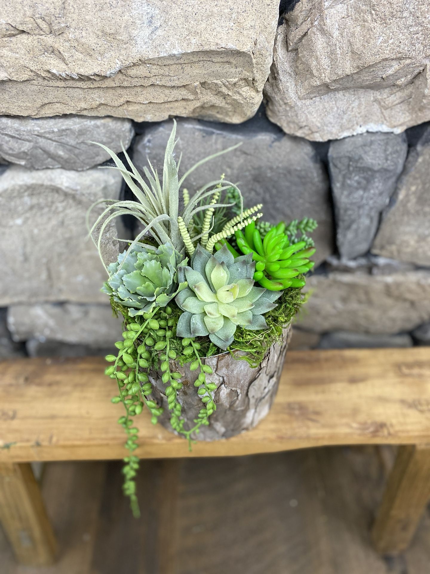 Round Birch succulent