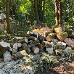 FREE - Maple Rounds For Firewood 
