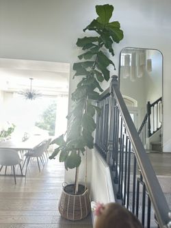 Fiddle tree