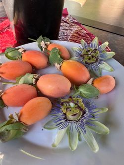 Bahama Blue Passion flower plant
