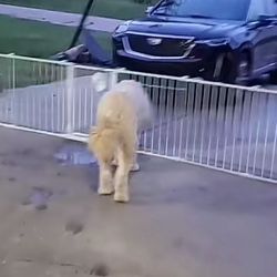 Dog Fence From Lows