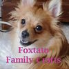Foxtato Family Crafts