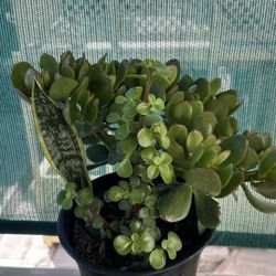 Succulent Variety Plant