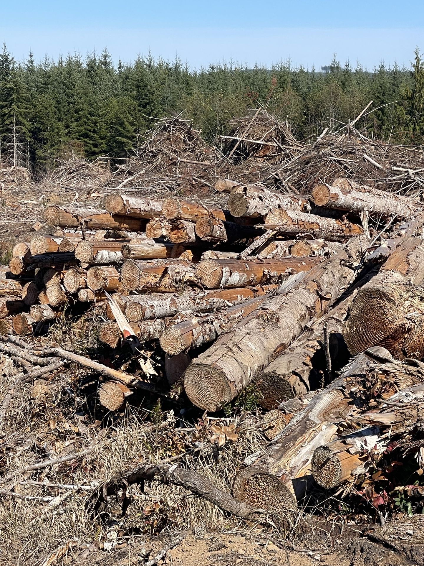 Firewood 2.5 Cords Available