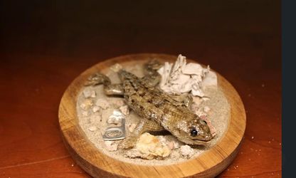 Taxidermy spiny lizard