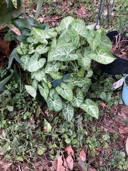 2 Arrowhead Plants
