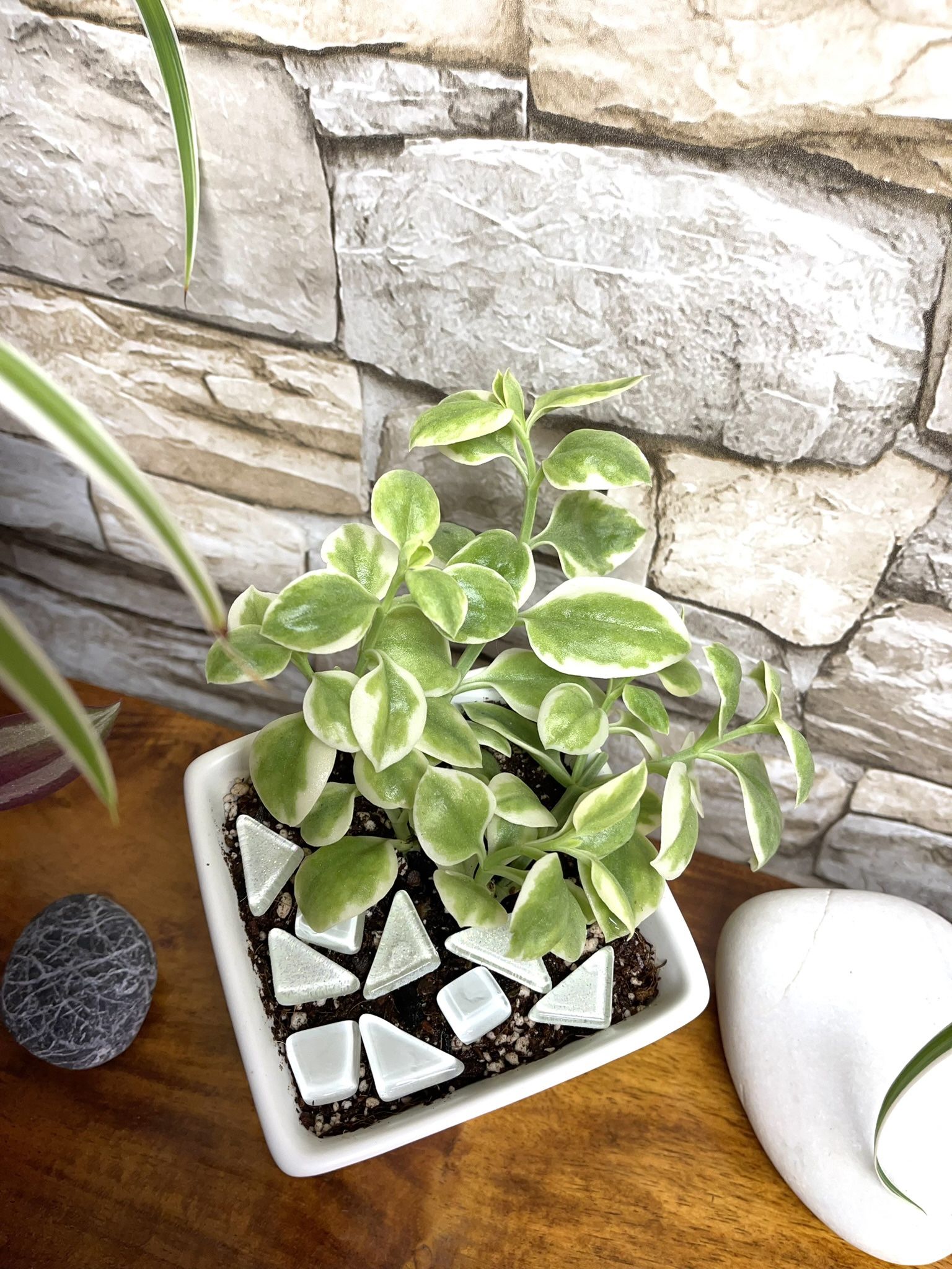 Succulent In White Pot 3"x3"x2.75"H.