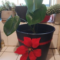 Plant 