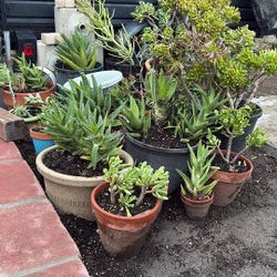 Succulents And Other Plants